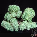 ķ׺ Echeveria Ramillete crested form