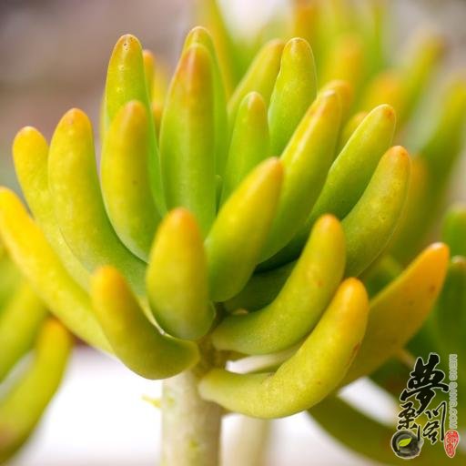 八千代 Sedum corynephyllum
