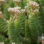 Ů/Ǯ Crassula rupestris ssp marnierana