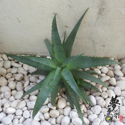 七宝锦 Aloe mutabilis