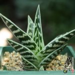 ǧ Aloe variegata