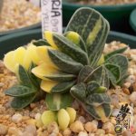 子宝锦 Gasteria gracilis variegata