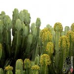  Euphorbia candelabrum