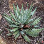 ʿ Aloe melanacantha
