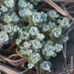 ˪ Sedum spathulifolium ssp