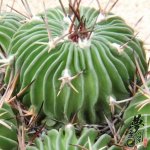 ǧ Echinofossulocactus Multicostatus