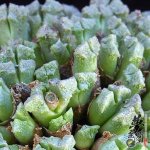 ׶ Conophytum khamiesbergensis