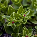 心叶冰花 Aptenia cordifolia