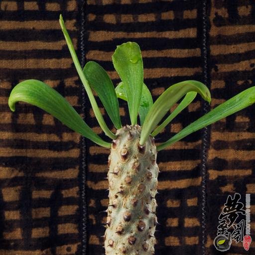 贝信麒麟 Euphorbia venenifica