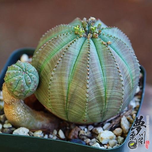 布纹球 Euphorbia Obesa