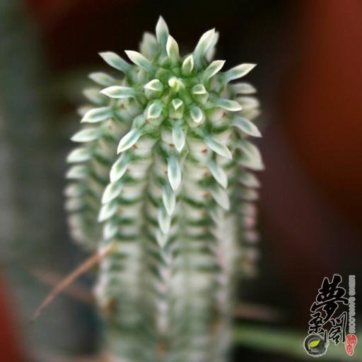 白桦麒麟 Euphorbia mammillaris ‘Variegata’