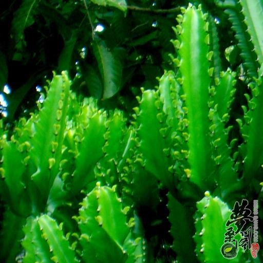 ۽ Euphorbia lactea