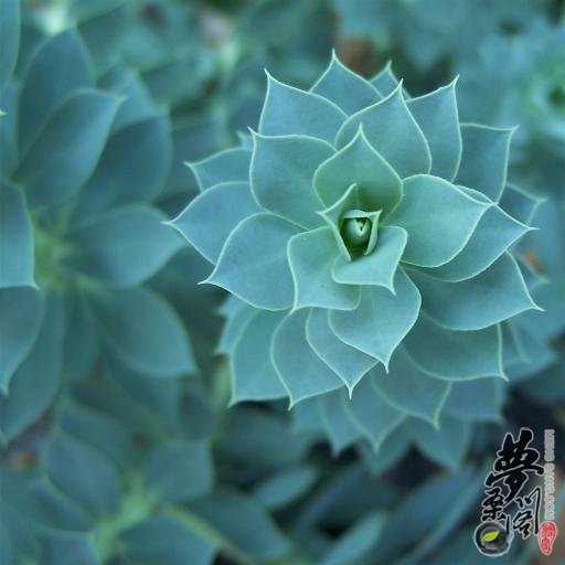 ´ Euphorbia myrsinites