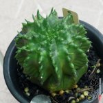  Euphorbia meloformis