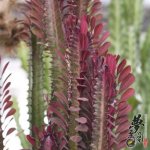 Ƹ Euphorbia trigona 'Rubra'