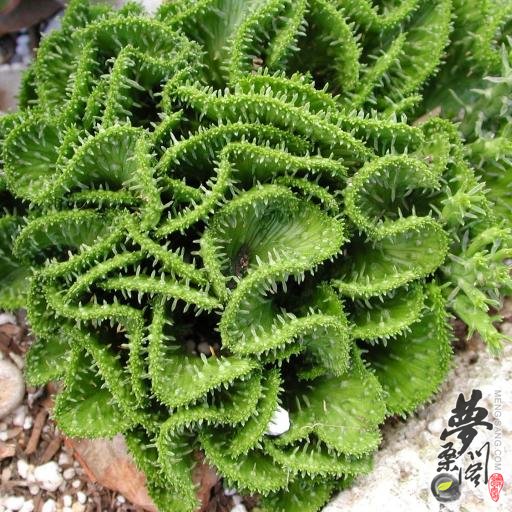 ȸ֮ Euphorbia flanaganii Cristata