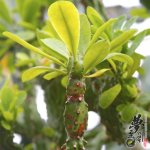  Euphorbia neriifolia