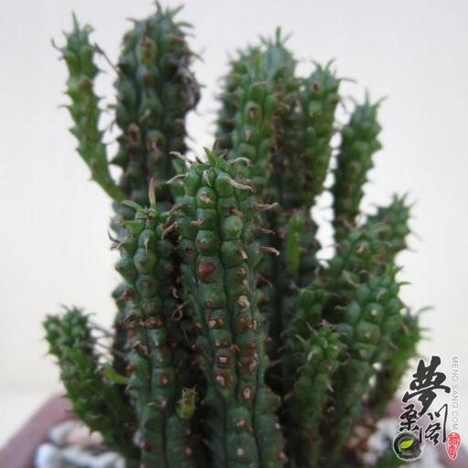  Euphorbia submammillaris