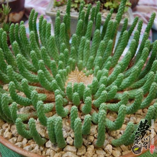九头龙 Euphorbia inermis