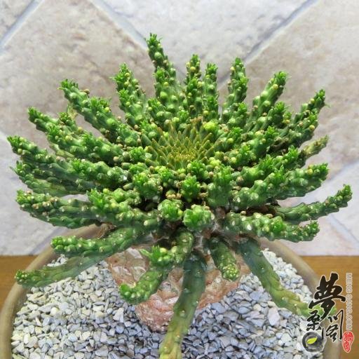ȸ Euphorbia flanaganii