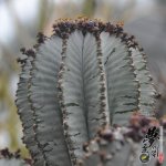 ΰ Euphorbia horrida