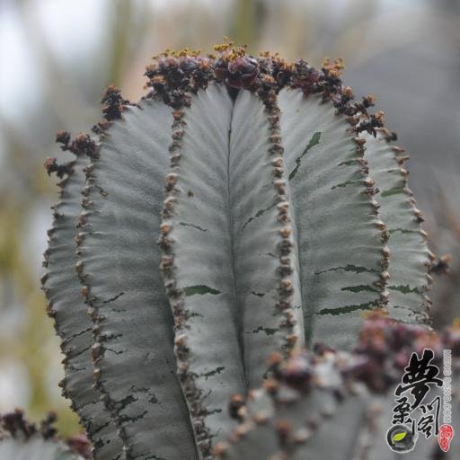魁伟玉 Euphorbia horrida