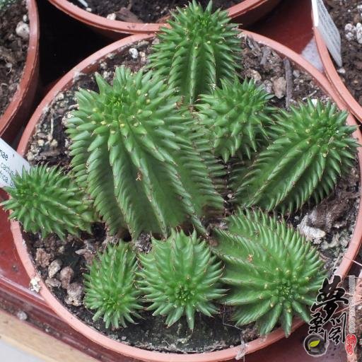  Euphorbia susannae