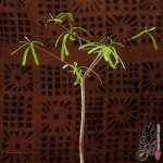  Euphorbia hedyotoides