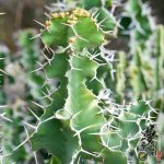 ǹ Euphorbia grandicornis