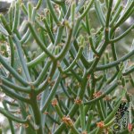 ɺ Euphorbia tirucalli Linn