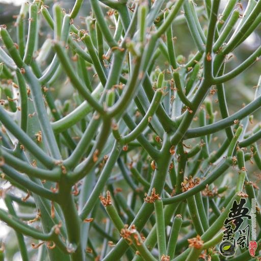 绿珊瑚 Euphorbia tirucalli Linn