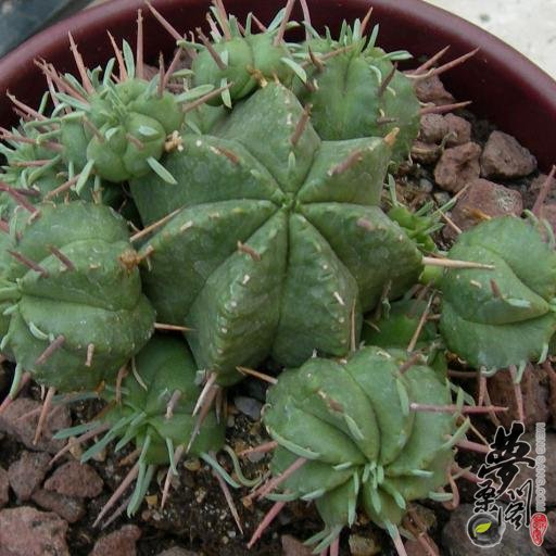 世蟹丸 Euphorbia pulvinata