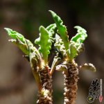 Ҷ Euphorbia decaryi