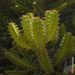 ѩ Euphorbia grandidens