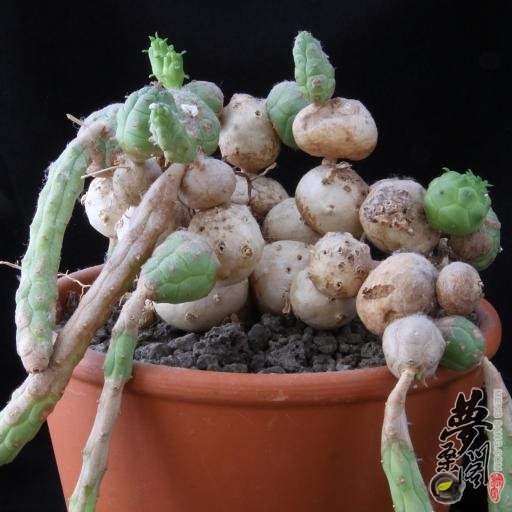 玉鳞宝 Euphorbia globosa
