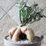 ˲δ Monadenium montanum varrubellum