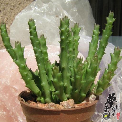 魔星花 Huernia macrocarpa