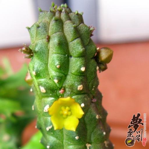 青龙角 Echidnopsis cereiformis
