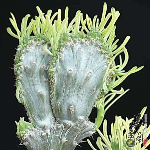 天马空 Pachypodium succulentum