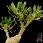 象牙宫 Pachypodium rosulatum var. grac