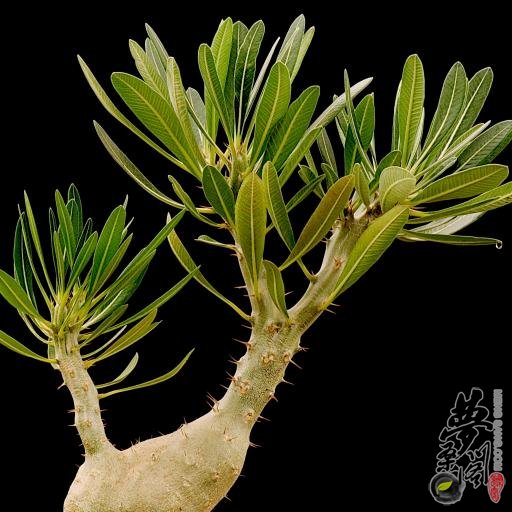 象牙宫 Pachypodium rosulatum var. gracilius