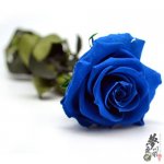 蓝色妖姬-玫瑰