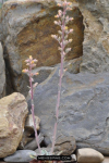 Echeveria paniculata龙田凤及其变种