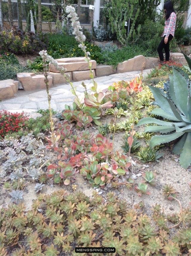 万石植物园-沙生植物管