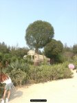 万石植物园-沙生植物管