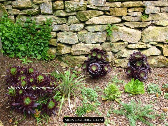 英国希德寇特花园里的多肉植物-8