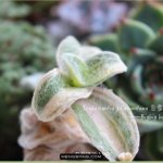 白雪姬锦 Tradescantia sillamontana f.variegata