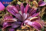 Ӭ Dionaea muscipula Akai Ryu